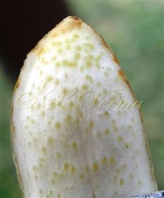  Petal with glands